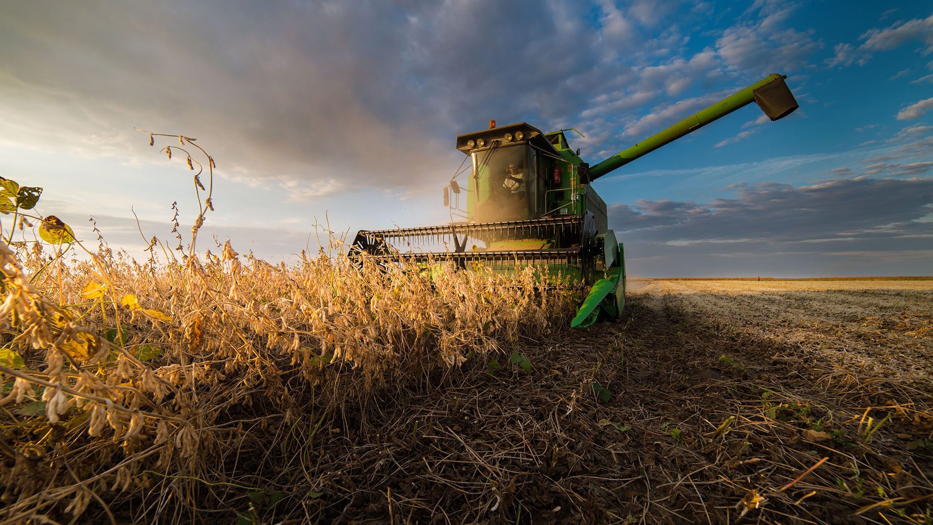 Harvesting of soybean field in sunset