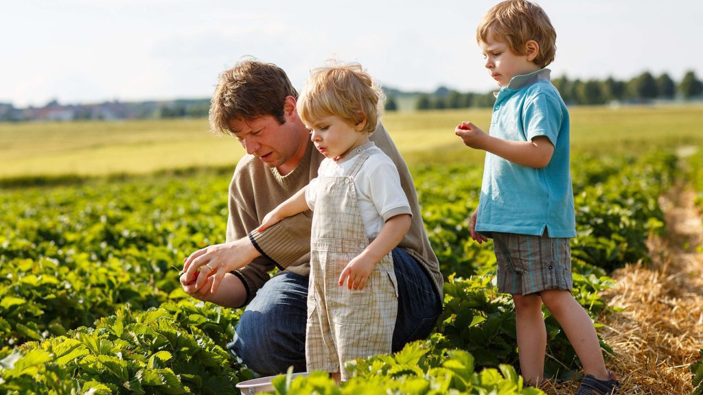 Young man and his two sons on organic strawberry farm in summer, picking berries