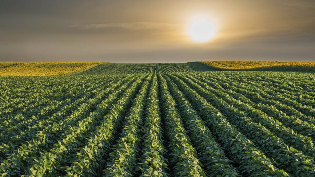 Soybean Field Rows in sunset