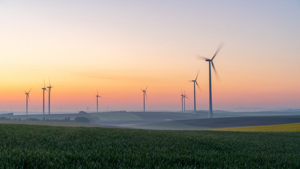 Young wheat in field and wind turbines at sunrise