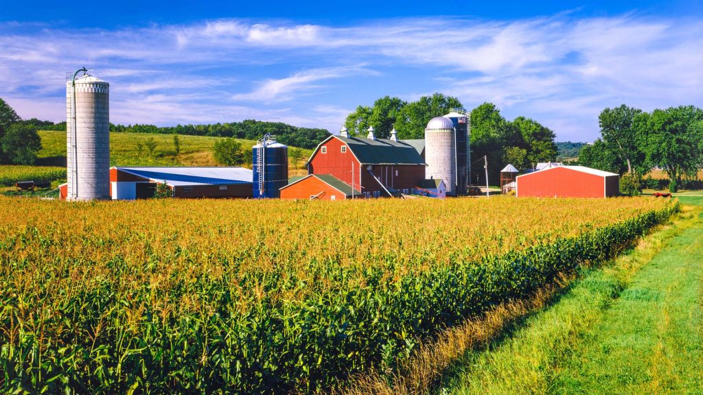 Corn crop and Iowa farm at harvest time