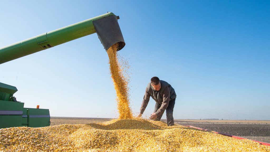 corn harvesting