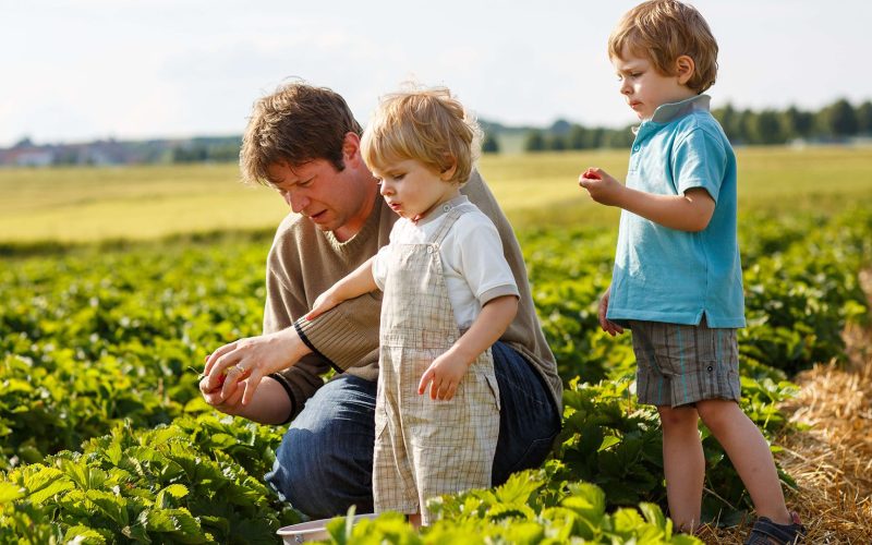 Young man and his two sons on organic strawberry farm in summer, picking berries