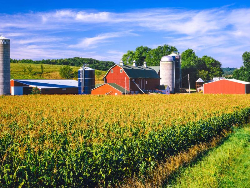 Corn crop and Iowa farm at harvest time