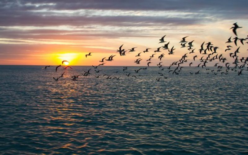 offshore-birds-gulf-of-mexico-696x392